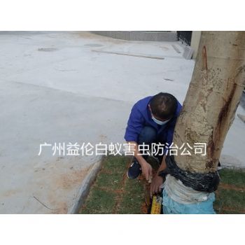 花都小區裝白蟻誘殺箱